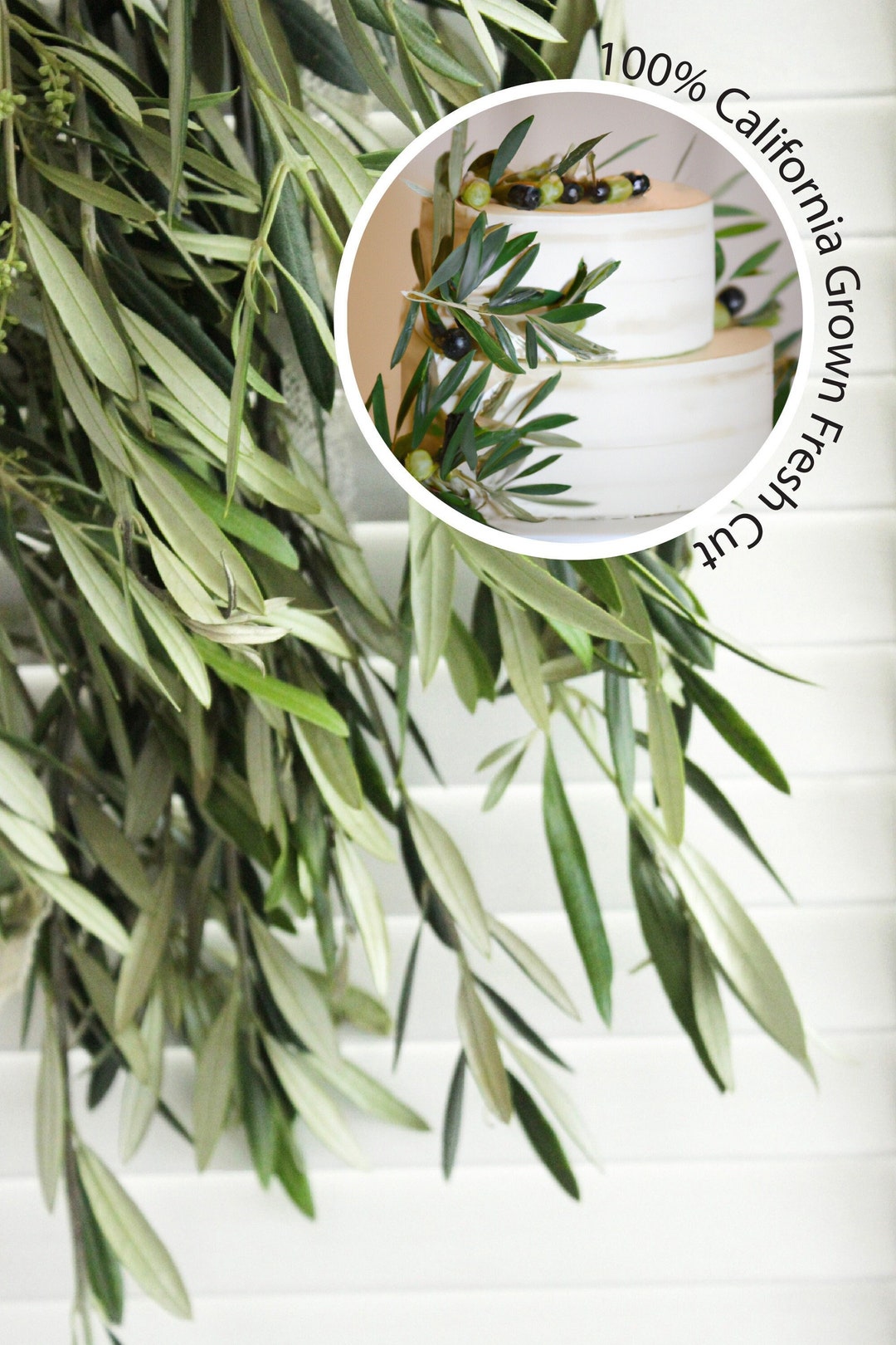 Fresh Olive Branch 8-10 Stems for Home Decor Wedding Cake Decor Gifts for  Loved Ones 