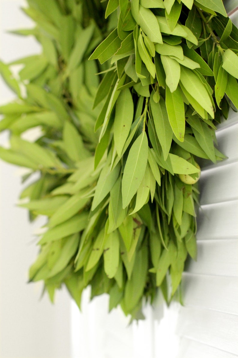 Fresh Bay Leaf Wreath 24 Inch Greenery Wreath for Front Etsy