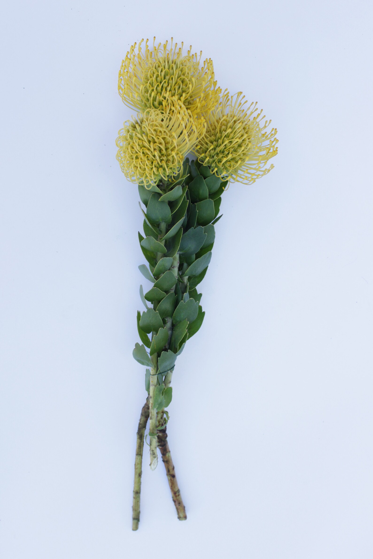 Fresh Yellow Pin Cushion Protea Leucospermum Flower 3 Etsy