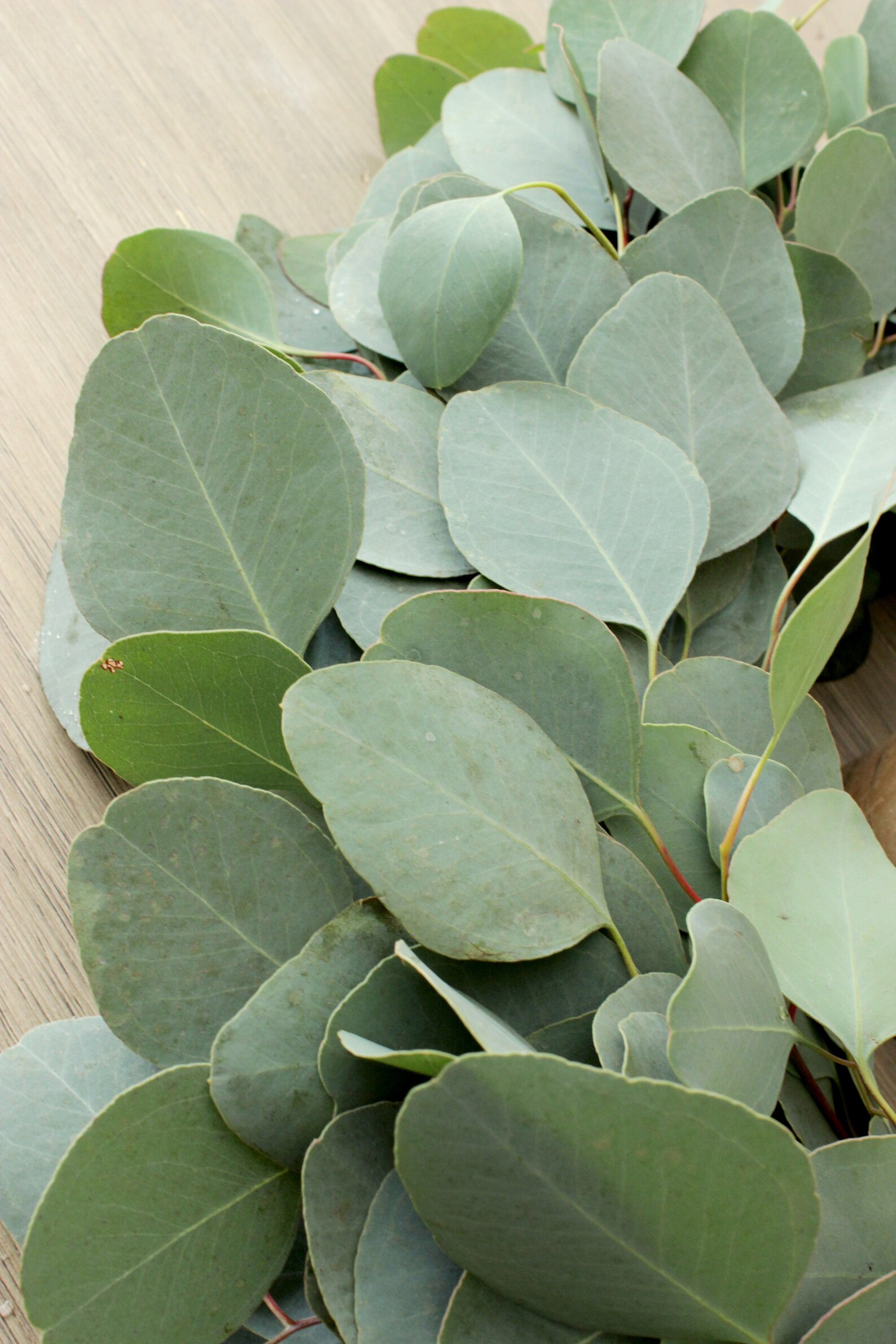 Fresh Handmade Eucalyptus Wreath Silver Dollar Eucalyptus Etsy