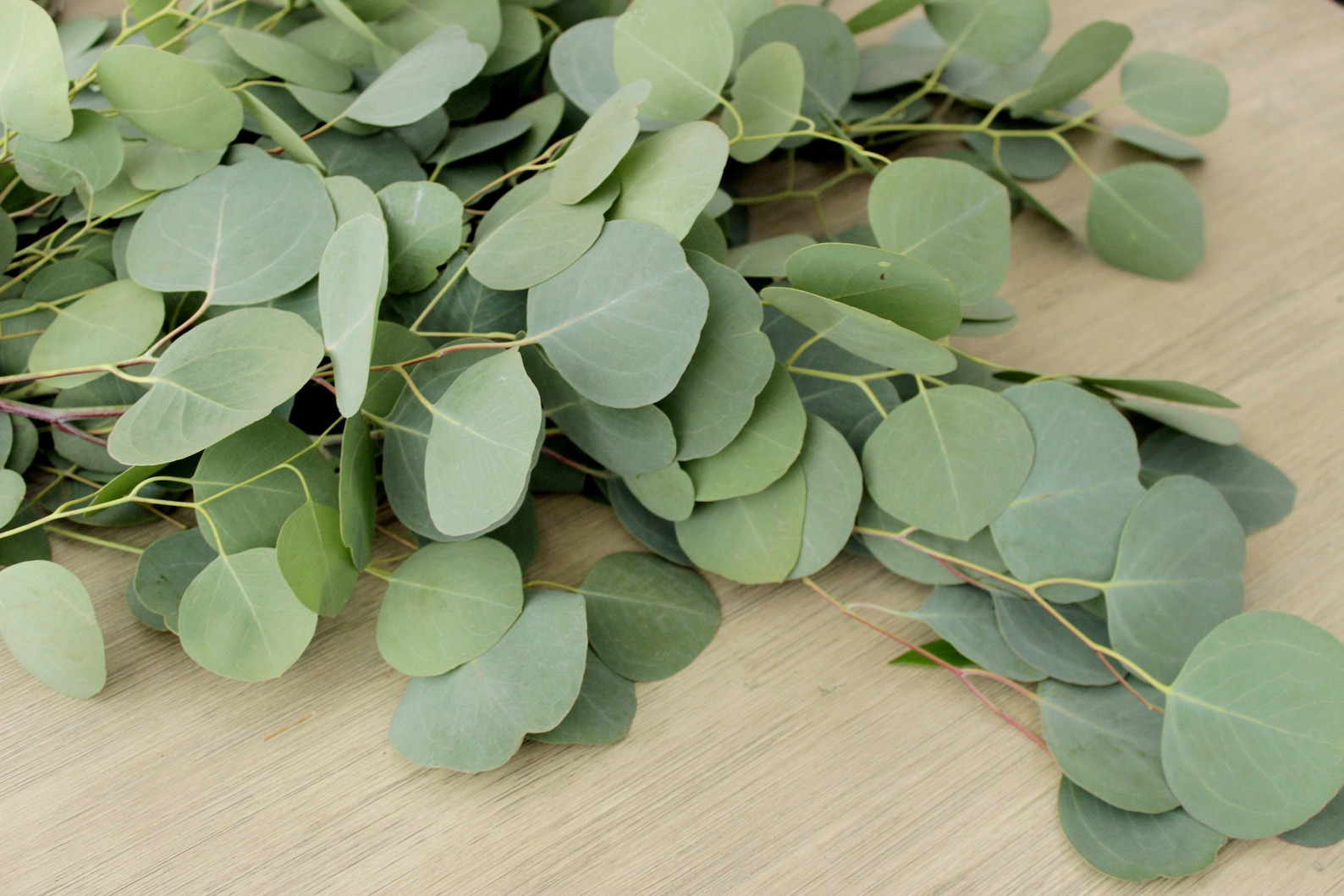 Fresh Silver Dollar Eucalyptus Bunch 67 Stem for Wedding Etsy Australia
