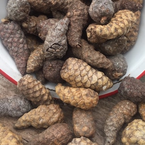 Può includere: Una ciotola piena di pigne marroni, beige e grigie. La ciotola è bianca con un bordo rosso ed è rovesciata, facendo cadere le pigne su una superficie di legno.
