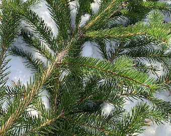 Ramas frescas de abeto del norte de Michigan