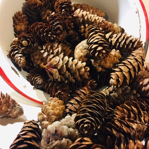100 small pine cones