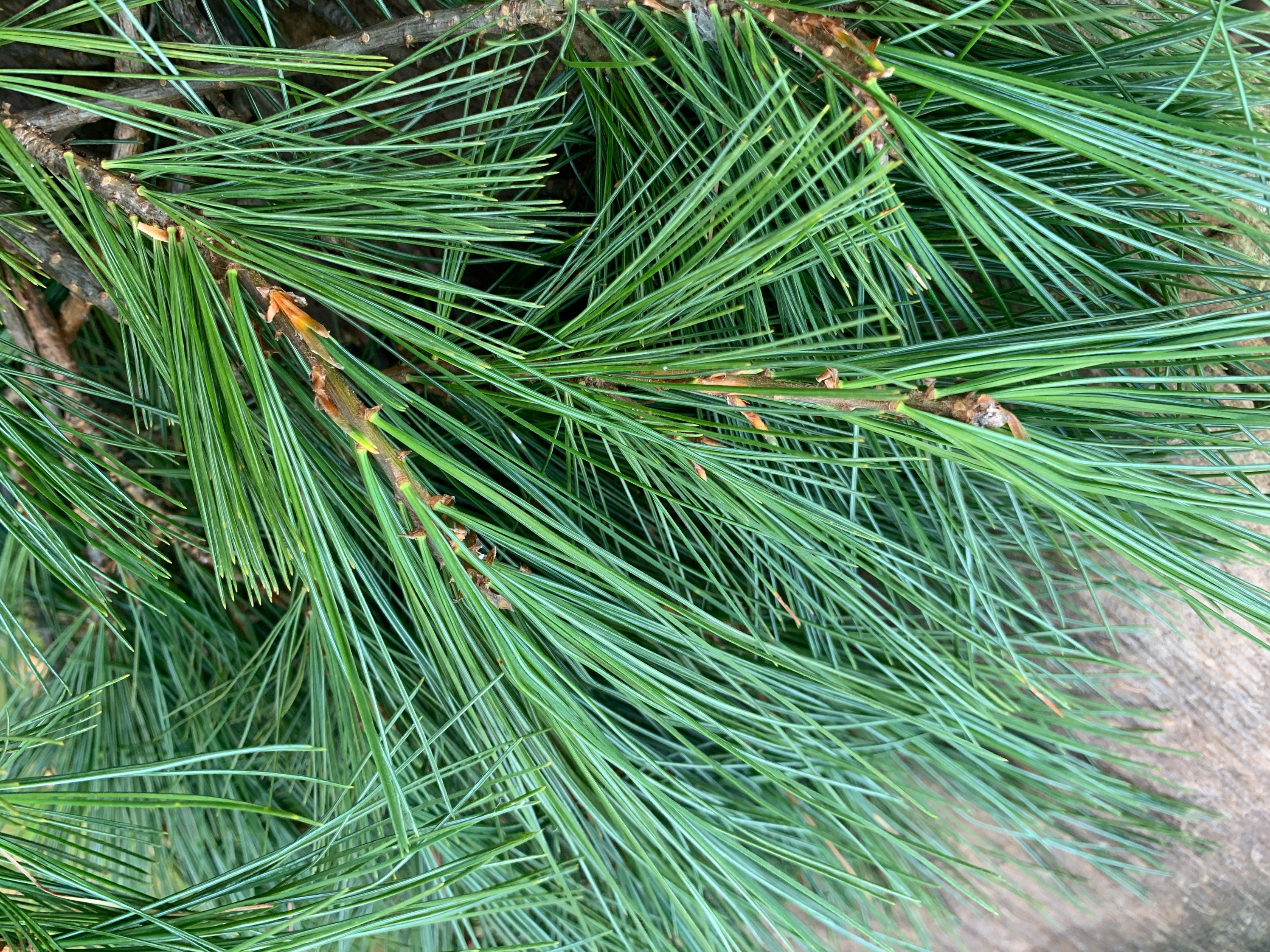 25 white pine boughs
