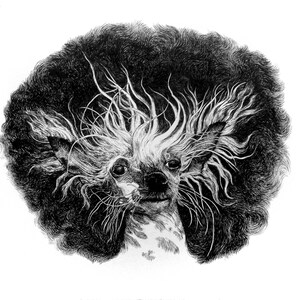 CUSTOM Pet Portraits, Pen and Ink, Watercolor, Pencil, Made to Order