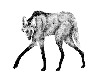 Maned Wolf, Pen & Ink Drawing, Illustration on Paper, 11x14"