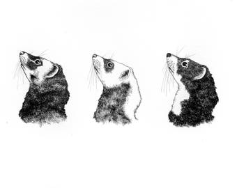 Ferret Profiles, Business of Ferrets Illustration, Pen & Ink Drawing, CUSTOM AVAILABLE