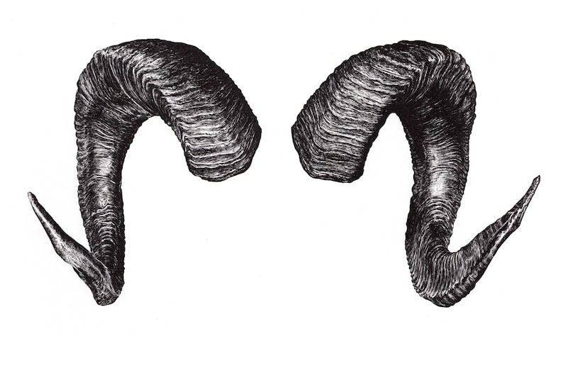 Ram's Horns Archival Digital Print Pen & Ink Drawing Etsy