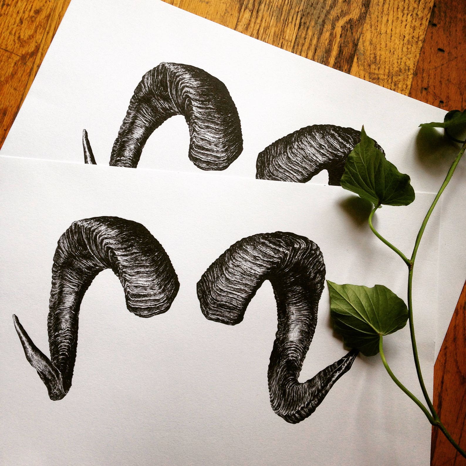 Ram's Horns Archival Digital Print Pen & Ink Drawing Etsy