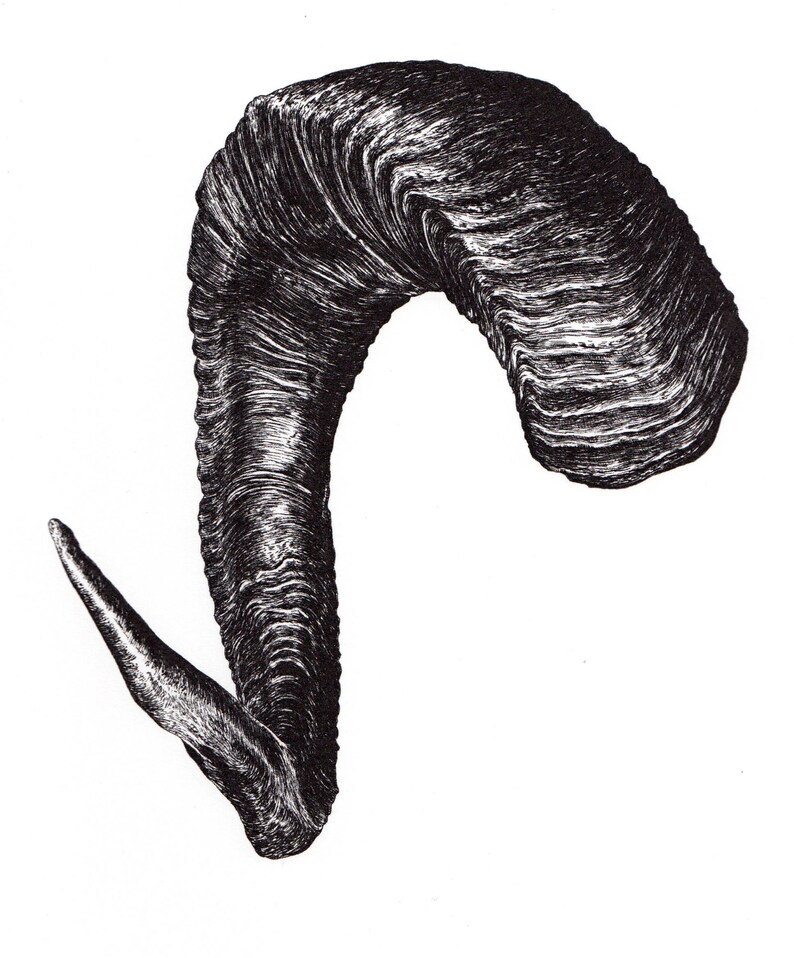 Ram's Horns Archival Digital Print Pen & Ink Drawing Etsy