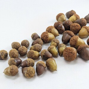 May include: A collection of brown and tan acorns with a speckled texture. The acorns are arranged in a loose pile on a white background.