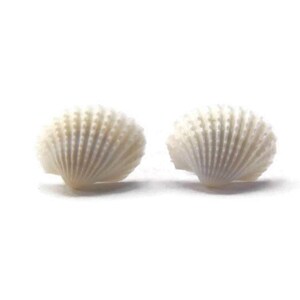 Könnte beinhalten: Zwei weiße Muscheln mit einer geriffelten Textur. Die Muscheln sind geschlossen und haben eine natürliche, organische Form.