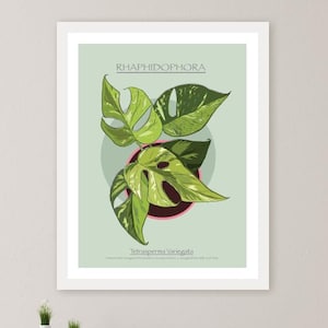 Rhaphidophora Tetrasperma Art Print Digital Download, Botanical Plant Lover Gift, Mini Monstera