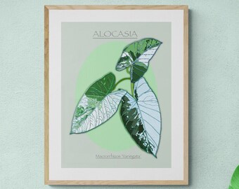 May include: A framed botanical print featuring an Alocasia plant illustration. The artwork showcases green and white leaves against a light green background, with the plant's name at the top and the species name at the bottom. The frame is made of light brown wood.