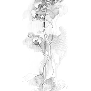 Floral Art Prints Download, Minimalist Orchid Flower Wall Art, Plant Pencil Drawing Print image 2