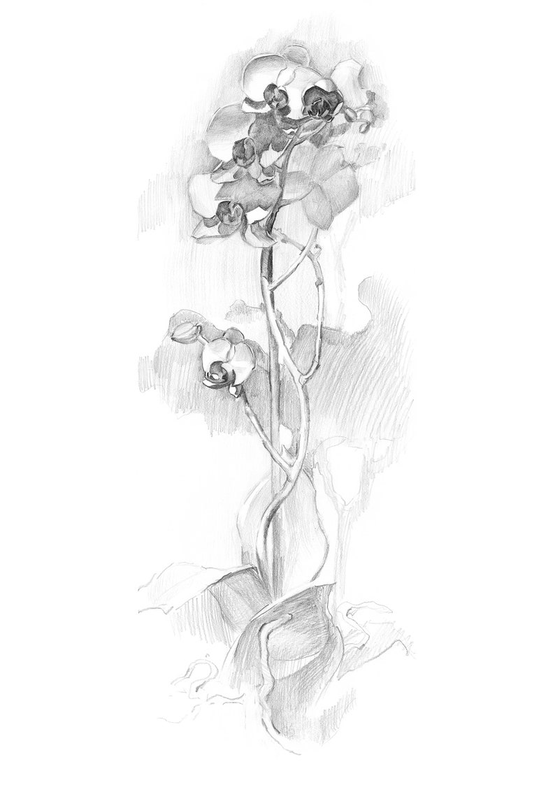 Floral Art Prints Download, Minimalist Orchid Flower Wall Art, Plant Pencil Drawing Print image 2
