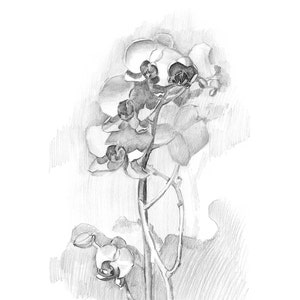 Floral Art Prints Download, Minimalist Orchid Flower Wall Art, Plant Pencil Drawing Print image 5