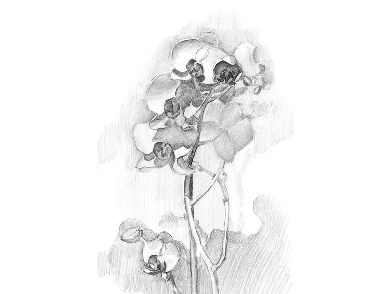 Floral Art Prints Download, Minimalist Orchid Flower Wall Art, Plant Pencil Drawing Print image 5