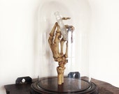 Victorian r eal human skeleton hand holding antique poison bottle