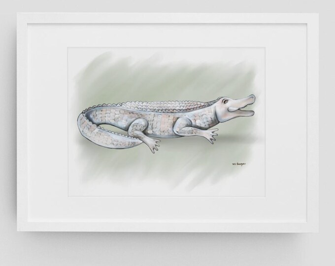 White Alligator Sketch | Premium Matte Fine Art Print | Various Sizes