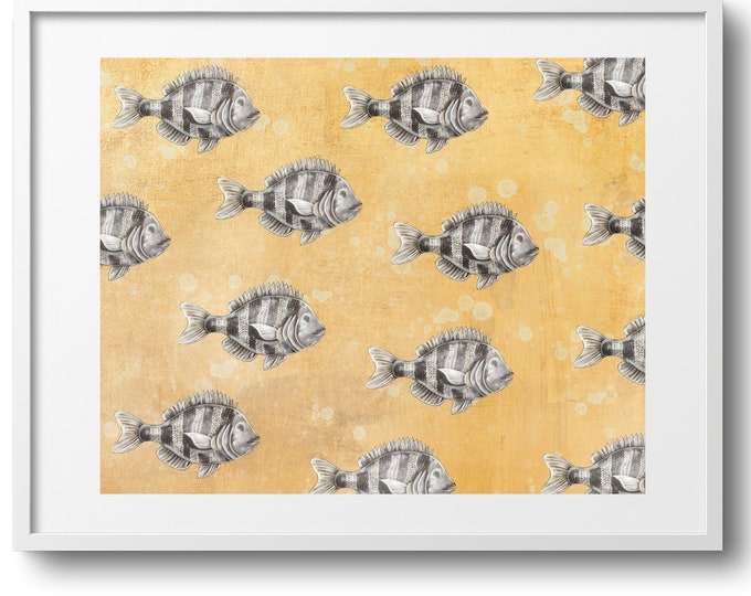 Sheepshead On Gold, Nautical Fish Fine Art Decor on Paper, Canvas, or Framed Canvas Print, Various Sizes, Black White Fish, Gift For Dad