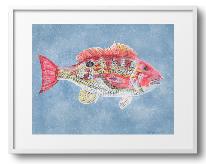 Lane Snapper, Nautical Fish Fine Art Decor on Paper, Canvas, or Framed Canvas Print, Various Sizes, Colorful Fish, Gift For Dad