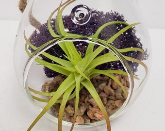 3"x5" Tear Drop Terrarium With Air Plant