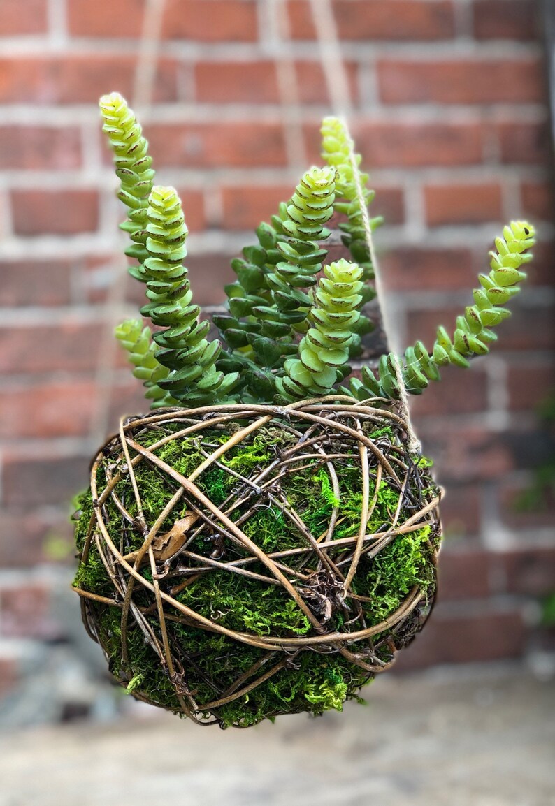 Kokedama Hanging Moss Ball Planter Etsy