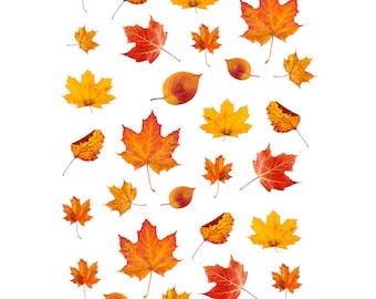 Amazing Autumn Leaves Die Cut Ephemera