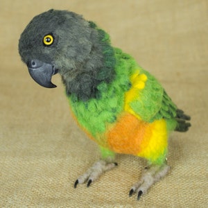 Made to Order Needle Felted Senegal Parrot: Custom needle felted animal sculpture