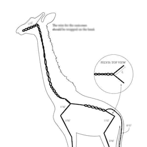 May include: Line drawing of a giraffe with a black line showing the placement of wire for a giraffe costume. The wire is wrapped around the neck, body, and legs. The drawing includes measurements in inches. The text "PELVIS: TOP VIEW" is included in the image.