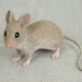 Needle Felting Tutorial Download: Mouse Etsy