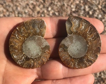 Matching Ammonite Matching Halves Pair