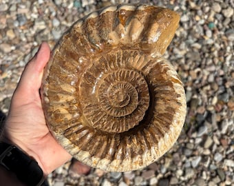 美しい化石アンモナイト、マダガスカルジュラ紀、本物、認定済み