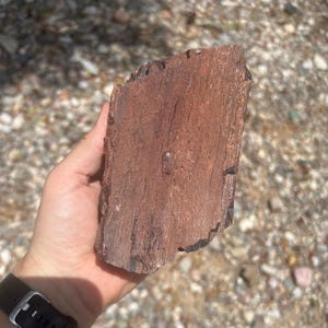 Arizona Petrified Wood raw / rough