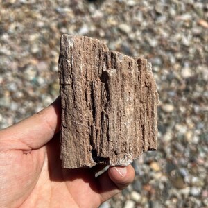 Arizona Petrified Wood raw