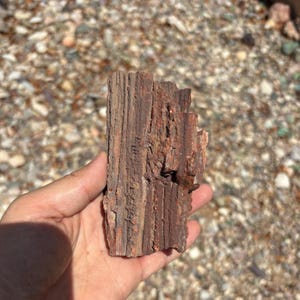 Arizona Rainbow Petrified Wood  rough / raw