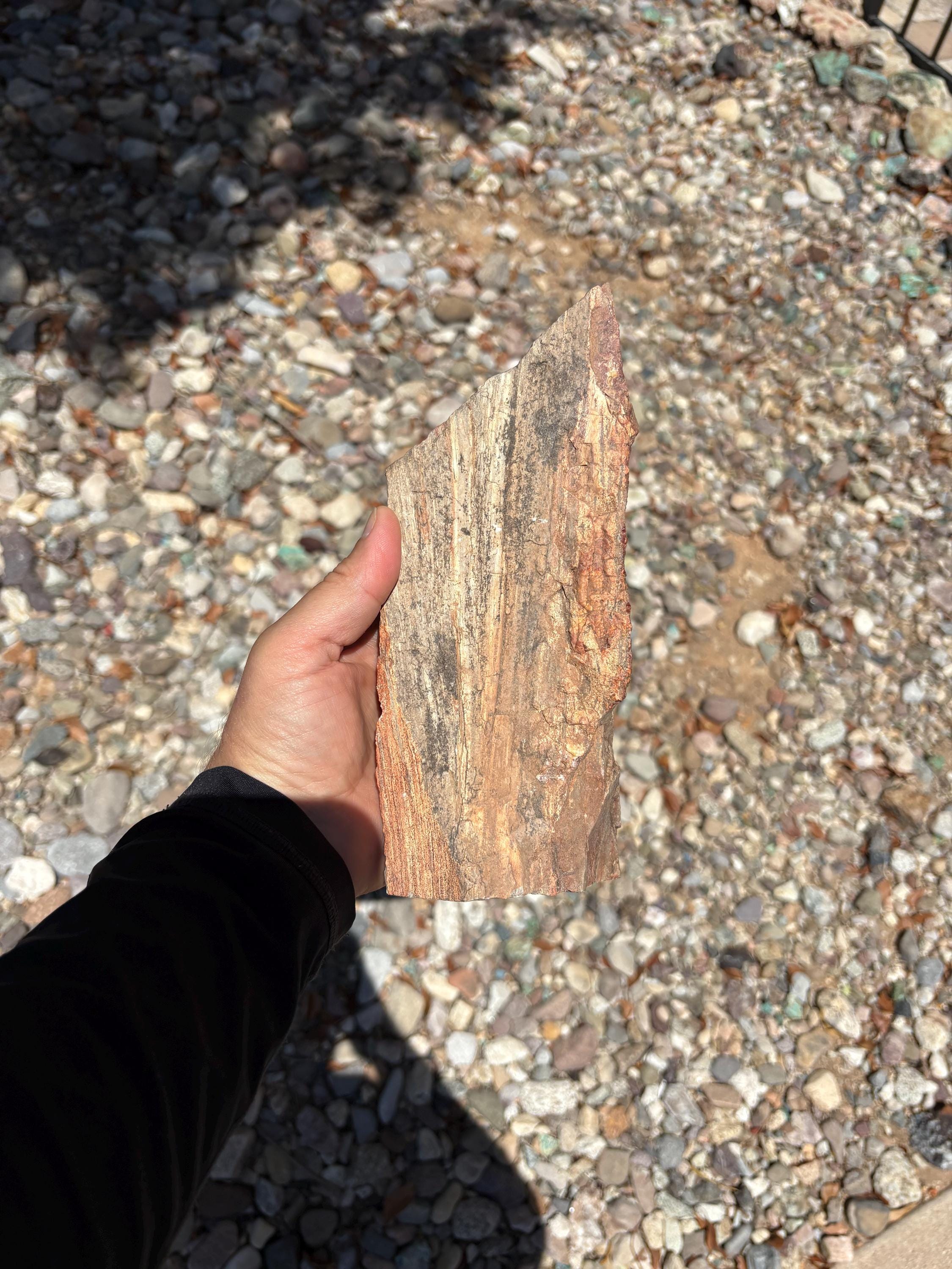 切り口付き化石木 - アリゾナ州産 4.39ポンド 化石木 原木 / 未加工