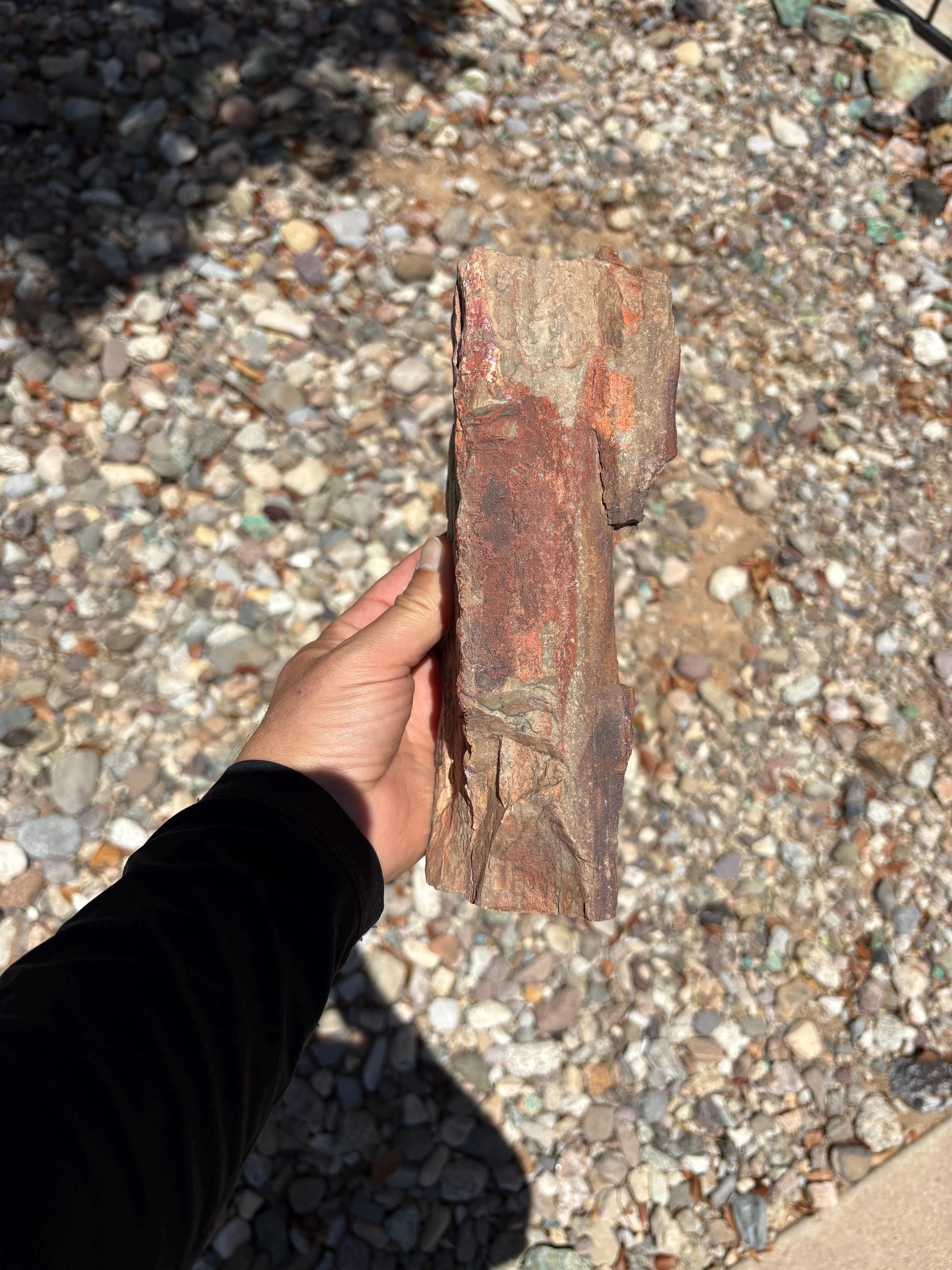 切り口付き化石木 - アリゾナ州産 4.39ポンド 化石木 原木 / 未加工