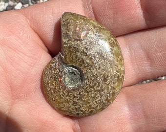1.5” Ammonite Fossil