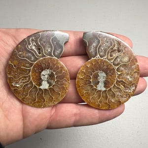 Op de afbeelding: Twee helften van een gefossiliseerde ammoniet, elk met een spiraalvormig schelpmotief in tinten bruin en wit. De ammoniet is een type uitgestorven zeedier.