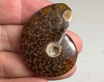 研磨されたアンモナイトの化石、本物のコレクター向け、認定済み