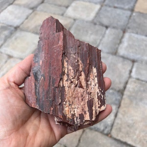 Raw Arizona Petrified Wood