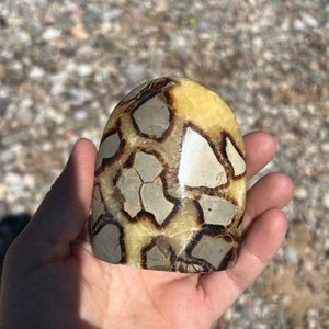 Polished Septarian ( Dragon Stone Egg ) Freeform Display