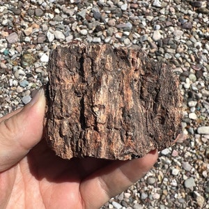 Arizona Petrified Wood