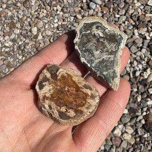 These two Petrified Wood Slice / Cross Section one side polished