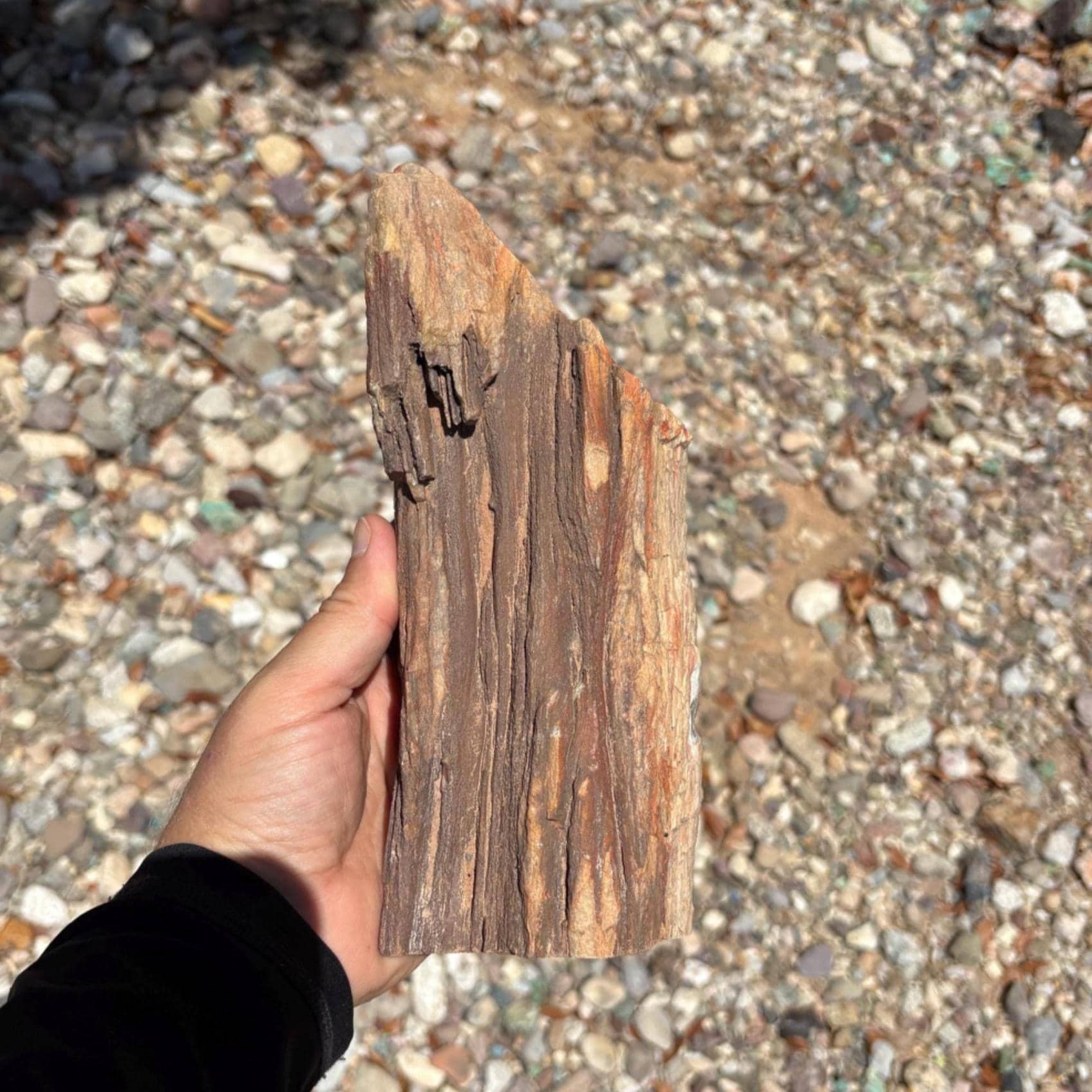 石のような木 切り口付き化石木 - アリゾナ州産 4.39ポンド 化石木 原木 / 未加工