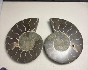 7” Ammonite Fossil Halves - Madagascar