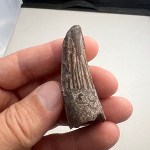 Spinosaurid Suchomimus Tooth Fossil